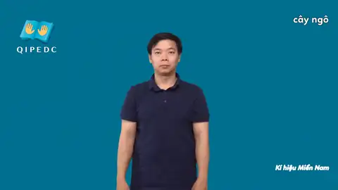 cây ngô - Ngôn Ngữ ký Hiệu - Vùng miền Thành Phố Hồ Chí Minh - Phân loại Thực Vật