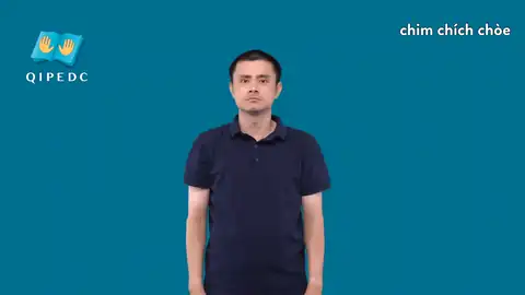 chim chích chòe - Ngôn Ngữ ký Hiệu - Vùng miền Toàn Quốc - Phân loại Con vật