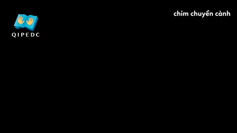 chim chuyền cành - Ngôn Ngữ ký Hiệu - Vùng miền Toàn Quốc - Phân loại Con vật, Hành động