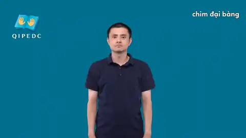 chim đại bàng - Ngôn Ngữ ký Hiệu - Vùng miền Toàn Quốc - Phân loại Con vật