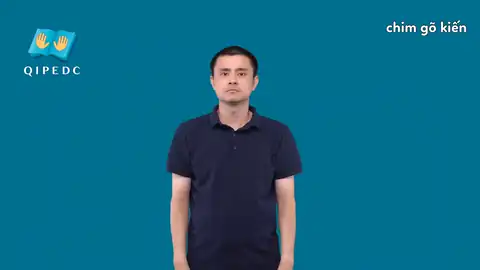 chim gõ kiến - Ngôn Ngữ ký Hiệu - Vùng miền Toàn Quốc - Phân loại Con vật
