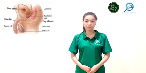 cơ quan sinh dục nam - Ngôn Ngữ ký Hiệu - Vùng miền Thành Phố Hồ Chí Minh - Phân loại Sức khỏe - Bộ phận cơ thể, Danh Từ, Dự Án 250 Ký Hiệu Y Khoa