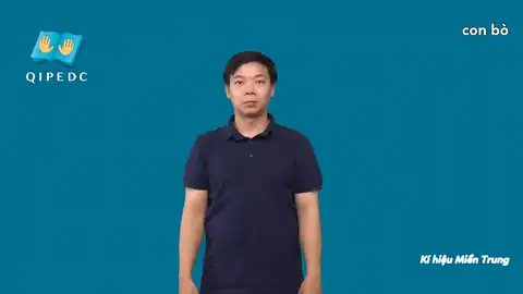con bò - Ngôn Ngữ ký Hiệu - Vùng miền Miền Trung - Phân loại Con vật