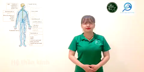 hệ thần kinh - Ngôn Ngữ ký Hiệu - Vùng miền Thành Phố Hồ Chí Minh - Phân loại Sức khỏe - Bộ phận cơ thể, Danh Từ, Dự Án 250 Ký Hiệu Y Khoa