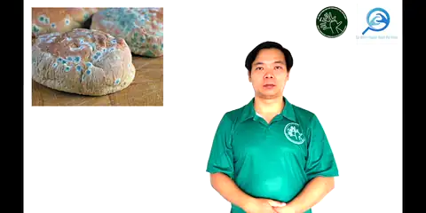 nấm mốc - Ngôn Ngữ ký Hiệu - Vùng miền Thành Phố Hồ Chí Minh - Phân loại Sức khỏe - Bộ phận cơ thể, Danh Từ, Dự Án 250 Ký Hiệu Y Khoa