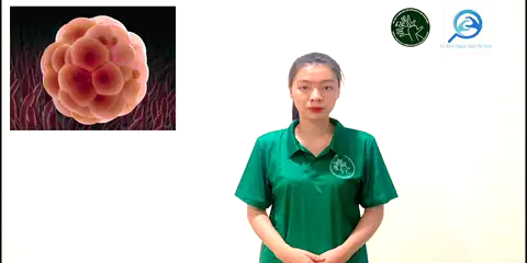 phôi thai - Ngôn Ngữ ký Hiệu - Vùng miền Thành Phố Hồ Chí Minh - Phân loại Sức khỏe - Bộ phận cơ thể, Danh Từ, Dự Án 250 Ký Hiệu Y Khoa