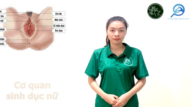 cơ quan sinh dục nữ