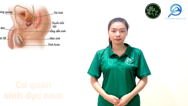 cơ quan sinh dục nam