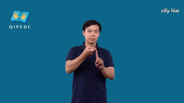 cấy lúa
