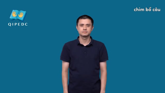 chim bồ câu