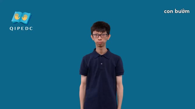 con bướm