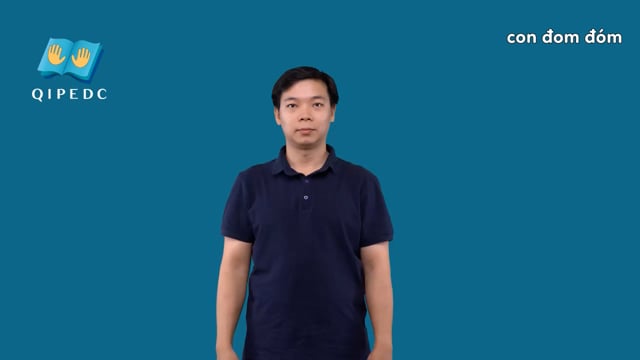 con đom đóm