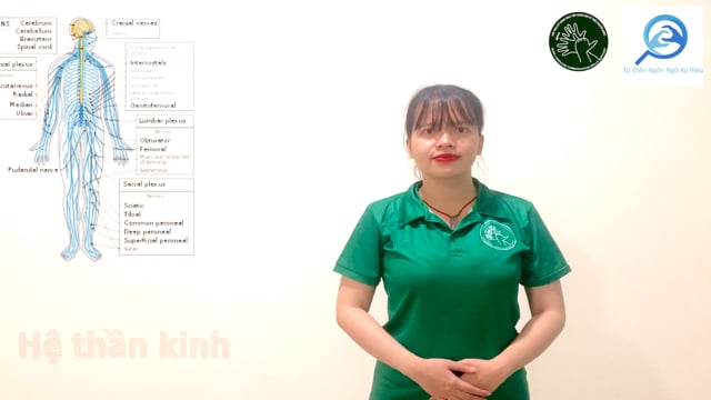 hệ thần kinh