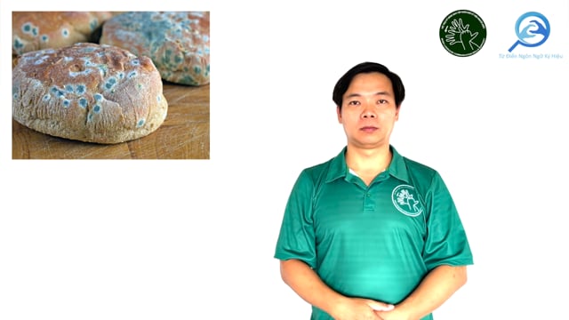nấm mốc