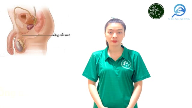 ống dẫn tinh