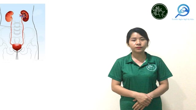 niệu quản