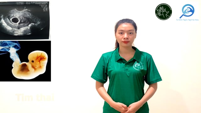 tim thai